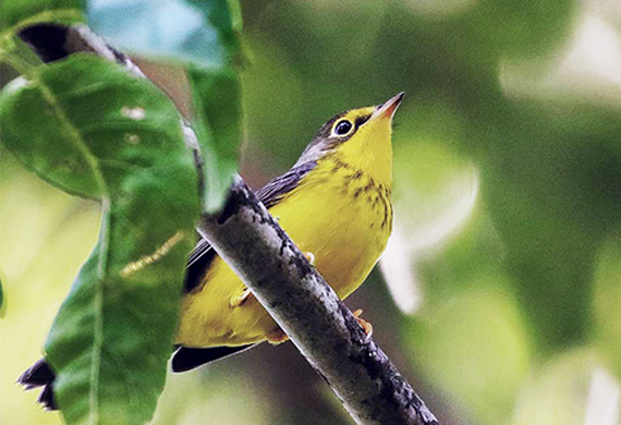 Canada Warbler by Keith Watson